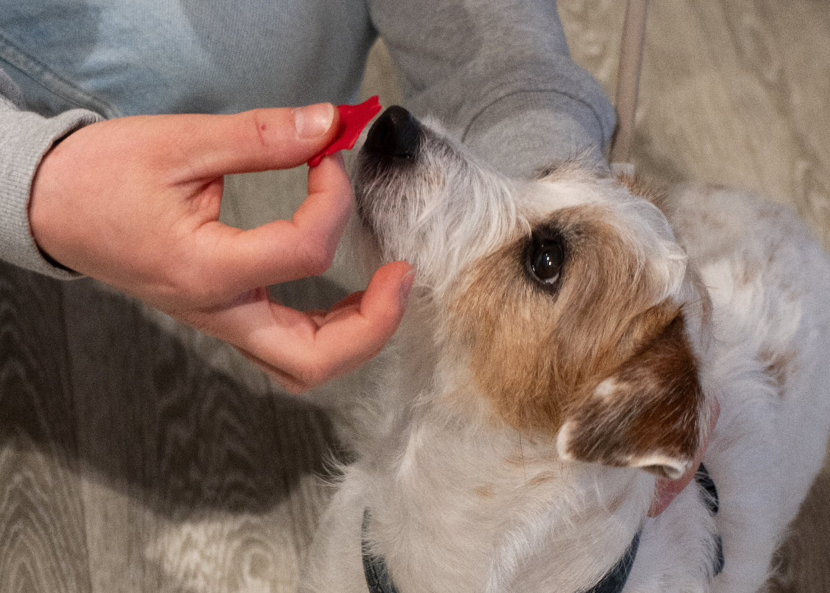 Hund får taget snudeaftryk i voks til et personligt vedhæng med hundesnudeaftryk.